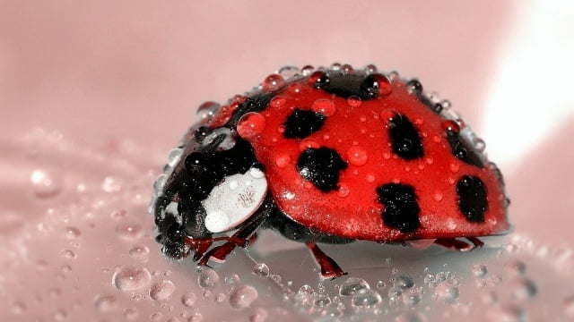 Pourquoi les coccinelles rentrent dans les maisons ?