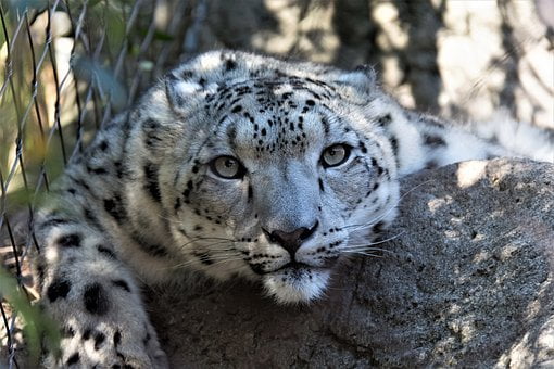 Comment Porter La Jupe Leopard ?